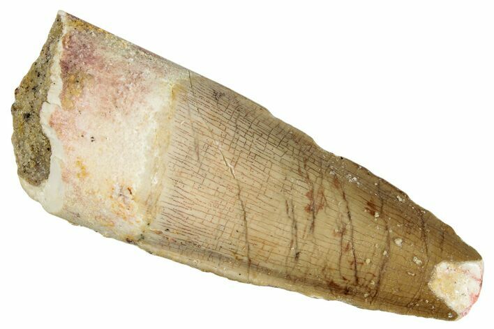 Fossil Spinosaurus Tooth - Real Dinosaur Tooth #268453